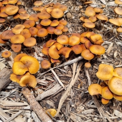 Unidentified Cap on a stem; gills below cap [mushrooms or mushroom-like] at Kambah, ACT - 9 Jan 2024 by Vee