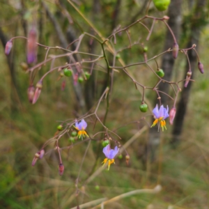 Dianella caerulea at QPRC LGA - 9 Jan 2024