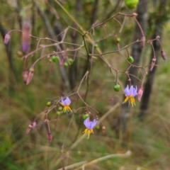Dianella caerulea (Common Flax Lily) at Captains Flat, NSW - 9 Jan 2024 by Csteele4