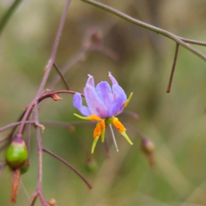 Dianella caerulea at QPRC LGA - 9 Jan 2024