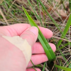 Dianella caerulea at QPRC LGA - 9 Jan 2024