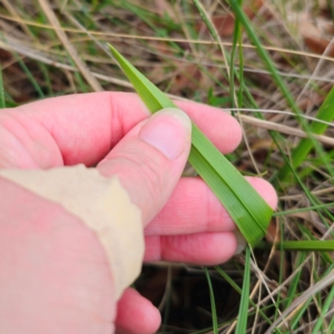 Dianella caerulea at QPRC LGA - 9 Jan 2024