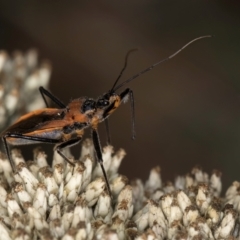 Gminatus australis at Croke Place Grassland (CPG) - 9 Jan 2024