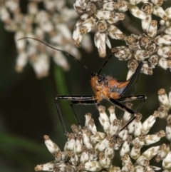 Gminatus australis at Croke Place Grassland (CPG) - 9 Jan 2024