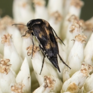 Mordellidae (family) at Croke Place Grassland (CPG) - 9 Jan 2024