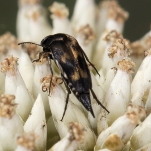 Mordellidae (family) at Croke Place Grassland (CPG) - 9 Jan 2024