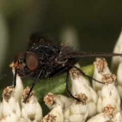 Diptera (order) at Croke Place Grassland (CPG) - 9 Jan 2024