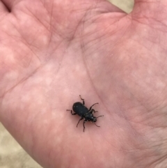 Tenebrionidae (family) at Port Macquarie, NSW - 31 Dec 2023 10:52 AM