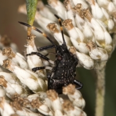 Oncocoris sp. (genus) at McKellar, ACT - 9 Jan 2024 11:51 AM