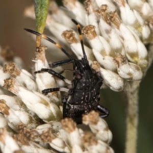 Oncocoris sp. (genus) at Croke Place Grassland (CPG) - 9 Jan 2024