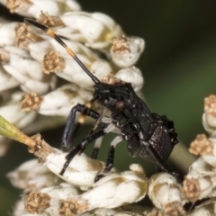 Oncocoris sp. (genus) at Croke Place Grassland (CPG) - 9 Jan 2024