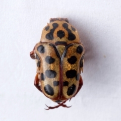 Neorrhina punctatum (Spotted flower chafer) at Port Macquarie, NSW - 31 Dec 2023 by Katbirfdsnaps