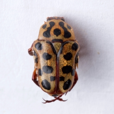 Neorrhina punctatum (Spotted flower chafer) at Port Macquarie, NSW - 31 Dec 2023 by Katbirfdsnaps