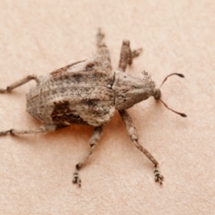 Oemethylus triangularis (Wild Passionfruit Weevil) at Port Macquarie, NSW - 28 Dec 2023 by Katbirfdsnaps