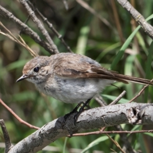 Petroica goodenovii at Evatt, ACT - 9 Jan 2024