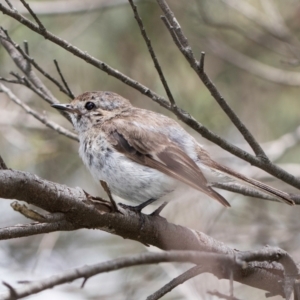 Petroica goodenovii at Evatt, ACT - 9 Jan 2024