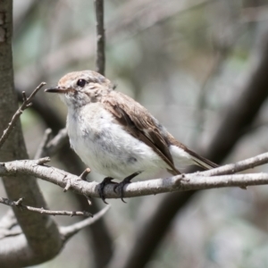 Petroica goodenovii at Evatt, ACT - 9 Jan 2024