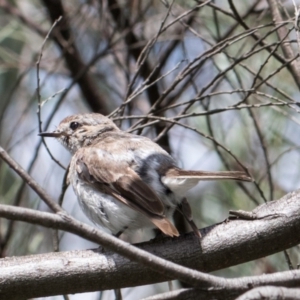 Petroica goodenovii at Evatt, ACT - 9 Jan 2024