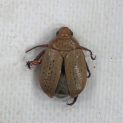 Anoplognathus porosus (Porosus Christmas beetle) at Marrickville, NSW - 28 Dec 2023 by Katbirfdsnaps