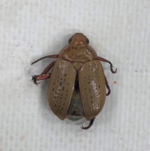 Anoplognathus porosus at Marrickville, NSW - 28 Dec 2023 01:34 PM