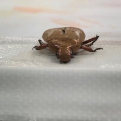 Anoplognathus porosus at Marrickville, NSW - 28 Dec 2023 01:34 PM