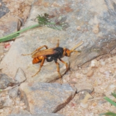 Cryptocheilus australis (Golden spider wasp) at Lower Cotter Catchment - 7 Jan 2024 by Harrisi