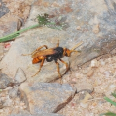 Cryptocheilus sp. (genus) (Spider wasp) at Uriarra Village, ACT - 7 Jan 2024 by Harrisi