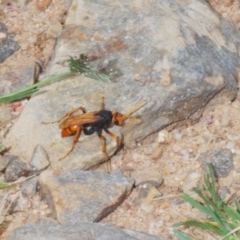 Cryptocheilus sp. (genus) at Lower Cotter Catchment - 7 Jan 2024