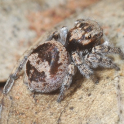 Euophryinae sp.(Undescribed) (subfamily) (A jumping spider) at The Charcoal Tank Nature Reserve - 5 Jan 2024 by Harrisi