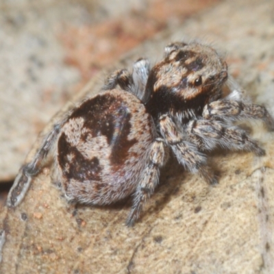 Euophryinae sp.(Undescribed) (subfamily) at The Charcoal Tank Nature Reserve - 5 Jan 2024 by Harrisi