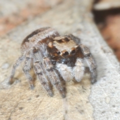 Euophryinae sp.(Undescribed) (subfamily) at The Charcoal Tank Nature Reserve - 5 Jan 2024 01:04 PM