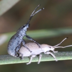 Unidentified Weevil (Curculionoidea) at Weddin Mountains National Park - 5 Jan 2024 by Harrisi