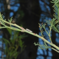 Agrilus hypoleucus at Grenfell, NSW - 5 Jan 2024 by Harrisi