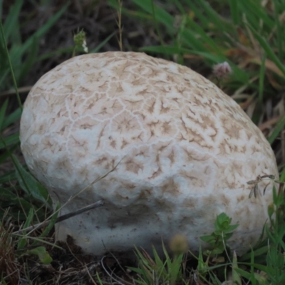 Calvatia sp. (a puffball ) at Frogmore, NSW - 9 Jan 2024 by SandraH