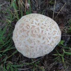 Calvatia sp. at Frogmore, NSW - 9 Jan 2024