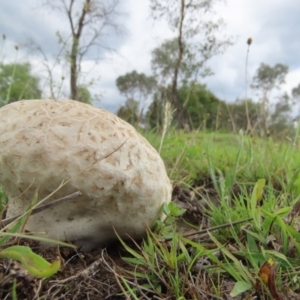 Calvatia sp. at Frogmore, NSW - 9 Jan 2024