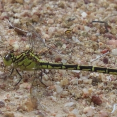 Austrogomphus guerini (Yellow-striped Hunter) at Uriarra Village, ACT - 9 Jan 2024 by SandraH