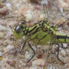 Austrogomphus guerini at Lower Cotter Catchment - 9 Jan 2024