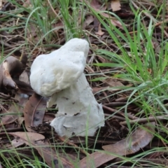 Unidentified Fungus at Lake Burley Griffin West - 8 Jan 2024 by SandraH