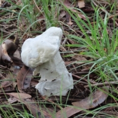 Unidentified Fungus at Lake Burley Griffin West - 9 Jan 2024 by SandraH