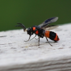 Pterygophorus cinctus (Bottlebrush sawfly) at Gordon, ACT - 9 Jan 2024 by Trishd