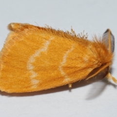 Unidentified Noctuoid moth (except Arctiinae) at Wellington Point, QLD - 9 Jan 2024 by TimL