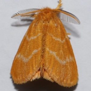 Euproctis lutea at Wellington Point, QLD - 9 Jan 2024