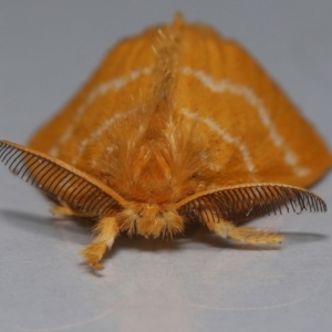 Euproctis lutea at Wellington Point, QLD - 9 Jan 2024