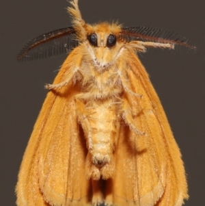 Euproctis lutea at Wellington Point, QLD - 9 Jan 2024