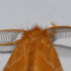 Euproctis lutea at Wellington Point, QLD - suppressed