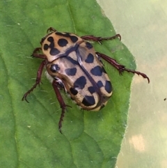 Neorrhina punctatum (Spotted flower chafer) at Lower Borough, NSW - 6 Jan 2024 by mcleana