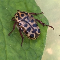 Neorrhina punctata (Spotted flower chafer) at Lower Borough, NSW - 6 Jan 2024 by mcleana