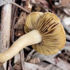 Unverified Cap on a stem; gills below cap [mushrooms or mushroom-like] at Lake Ginninderra - 10 Jan 2024 by trevorpreston