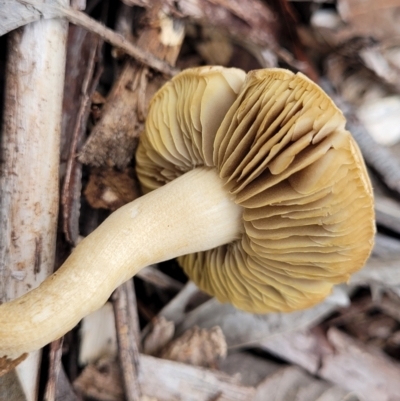 Unverified Cap on a stem; gills below cap [mushrooms or mushroom-like] at Lake Ginninderra - 10 Jan 2024 by trevorpreston